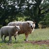 Whole Organic Grass Fed Lamb