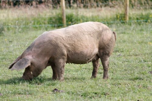 Half Organic Pig for sale