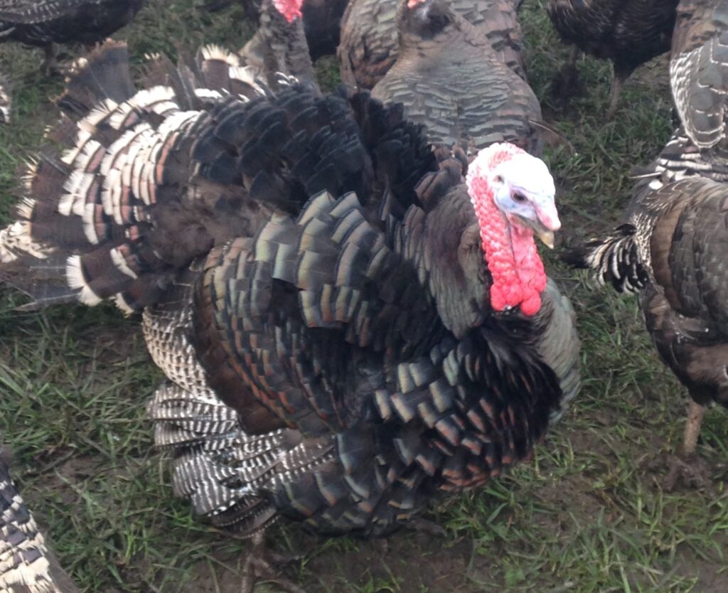 Organic Christmas Turkey