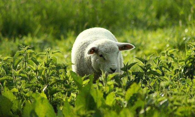 Sheep eating stinging nettles