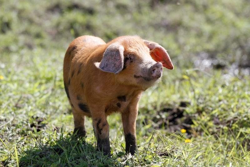 For Happy Piglets Choose Organic British Pork