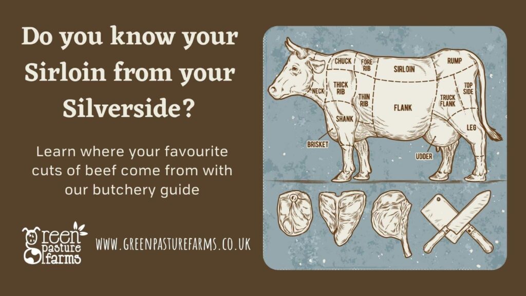Where do the different cuts of beef come from?