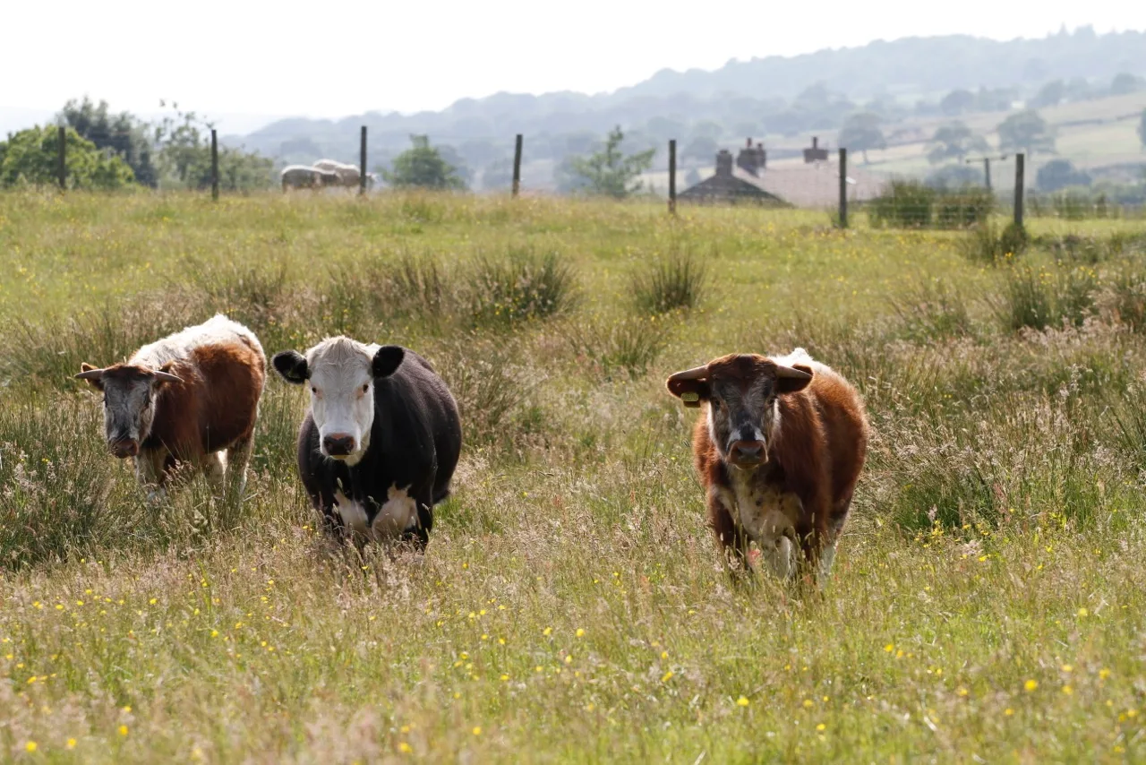 Three cattle grazing in a Pendle pasture on a summer morning